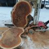 Новые слэбы из карагача, тополя - Поперечный срез карагача - слэб натурального дерева карагача тёмного цвета 3